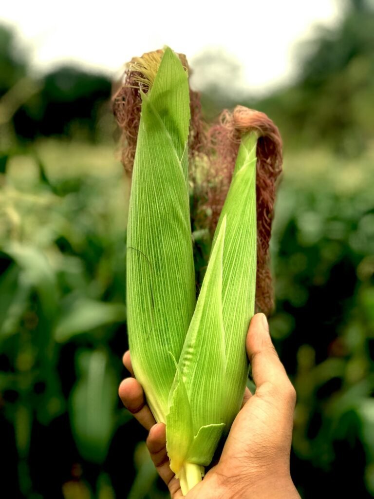 Agricultura y ganadería en Almerimar