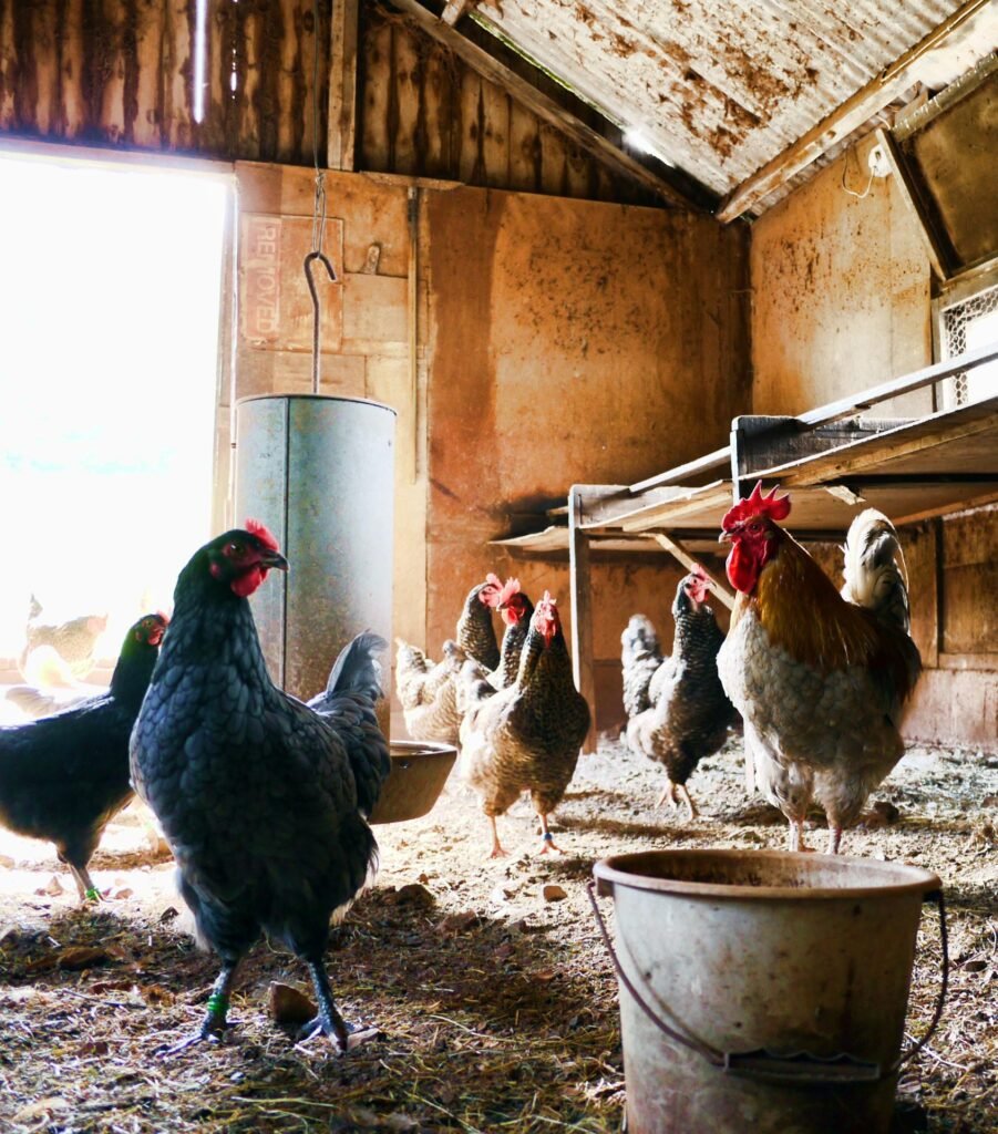Agricultura y ganadería en Almerimar